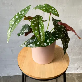 Artificial Polka Dot Begonia Plant