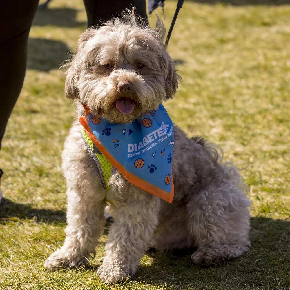 Diabetes UK Dog Bandana